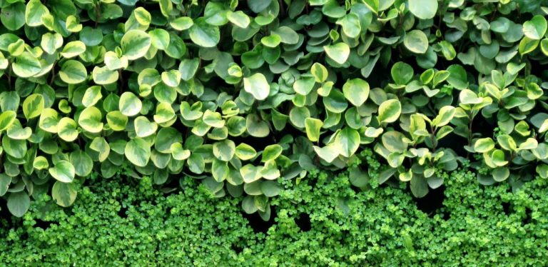 How to Choose a Living Green Wall to Clean Your Indoor Air